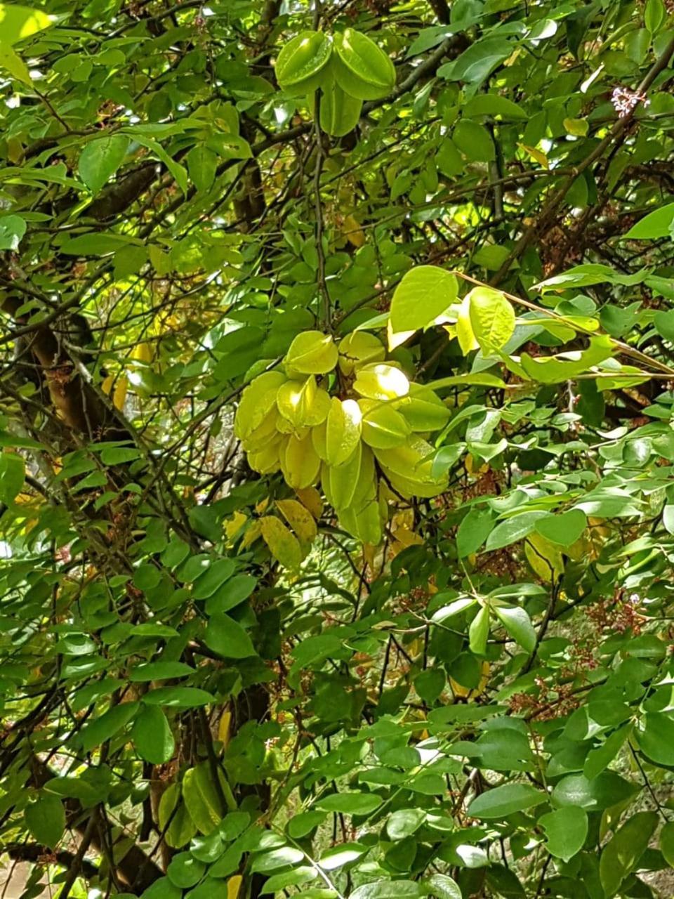 Pousada Rancho Flores Каете Екстер'єр фото